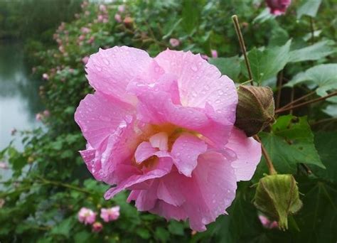 芙蓉養殖|芙蓉花的養殖方法，注意這幾項，讓你的芙蓉花絢麗多。